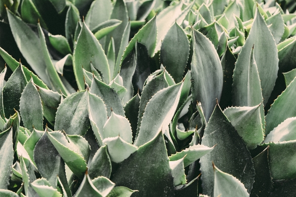 Cactus plant leaf flower Photo