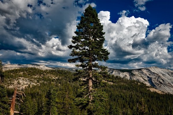 Landscape tree nature forest Photo