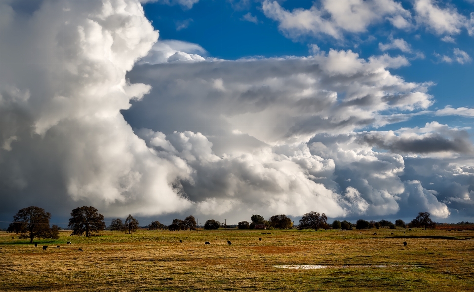 Paysage nature herbe horizon