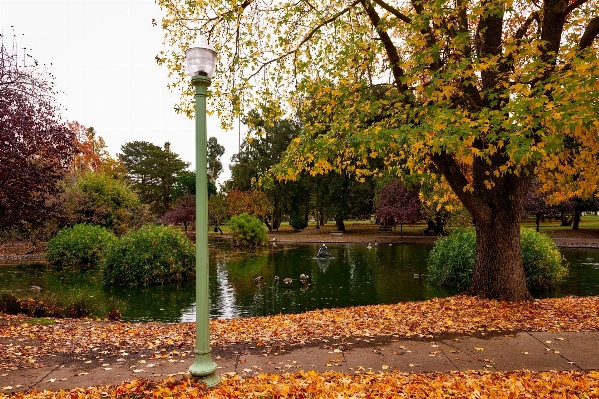 Landscape tree water nature Photo