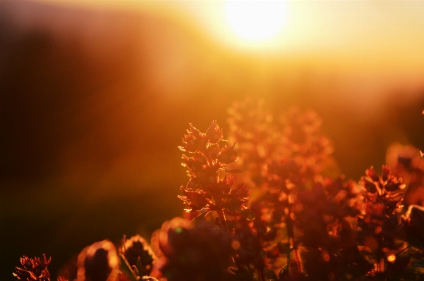 Plant sunrise sunset sunlight Photo