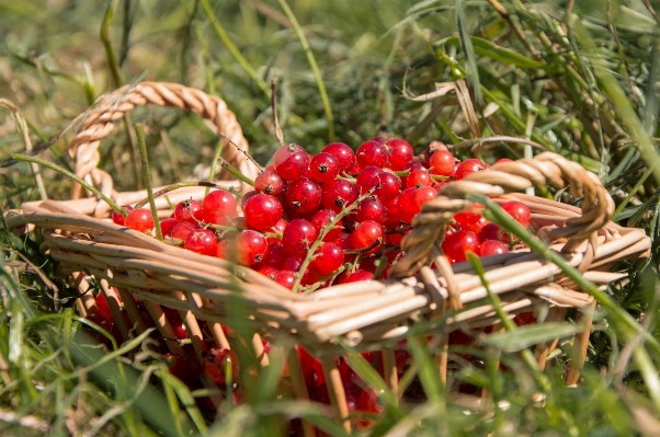 Tree grass branch plant Photo