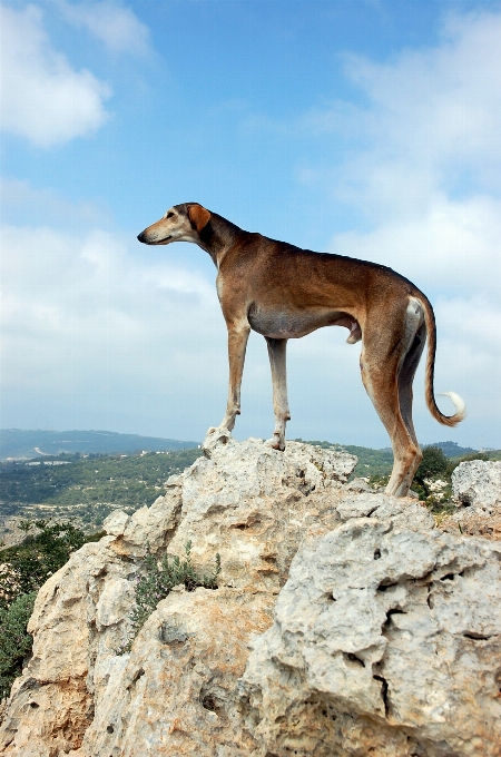 View dog animal mammal