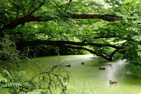 Landscape tree water nature Photo