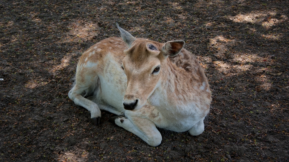 Paesaggio natura animale animali selvatici