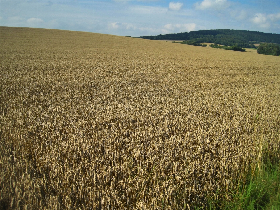 Landscape nature grass horizon