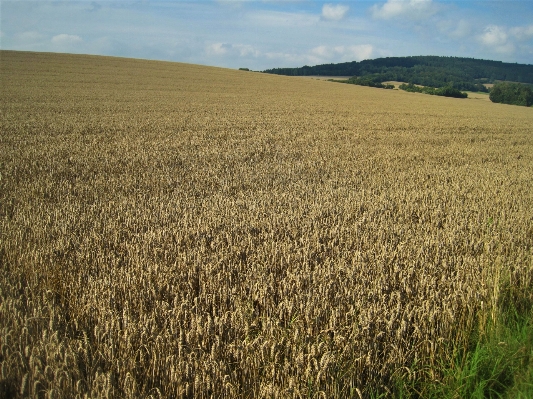 Landscape nature grass horizon Photo