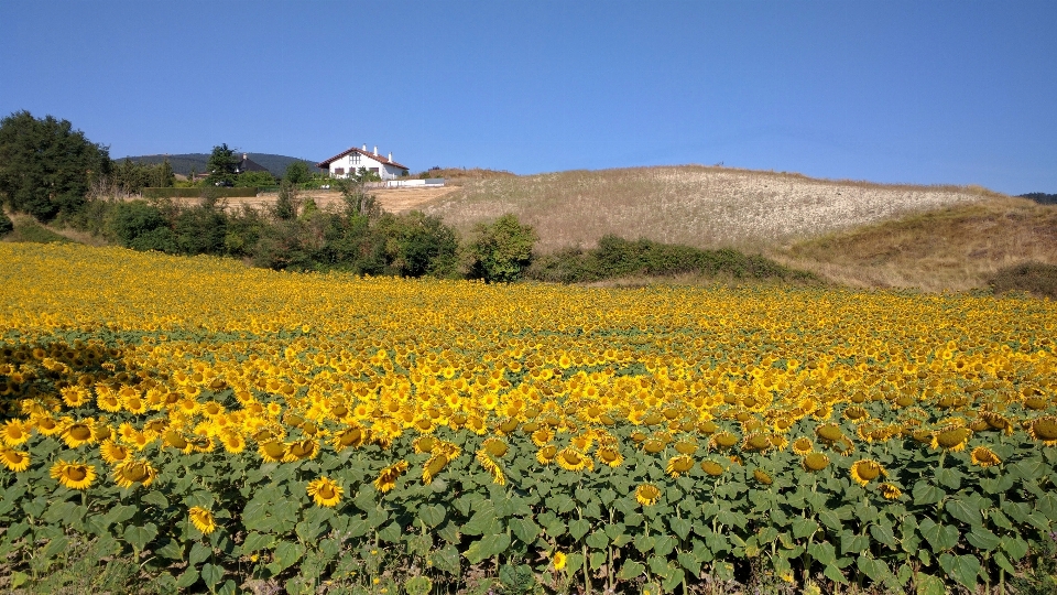 Plant field meadow prairie