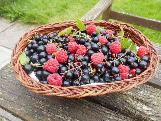 Foto Natureza plantar framboesa fruta