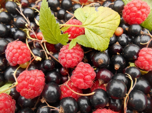 Plant raspberry fruit berry Photo