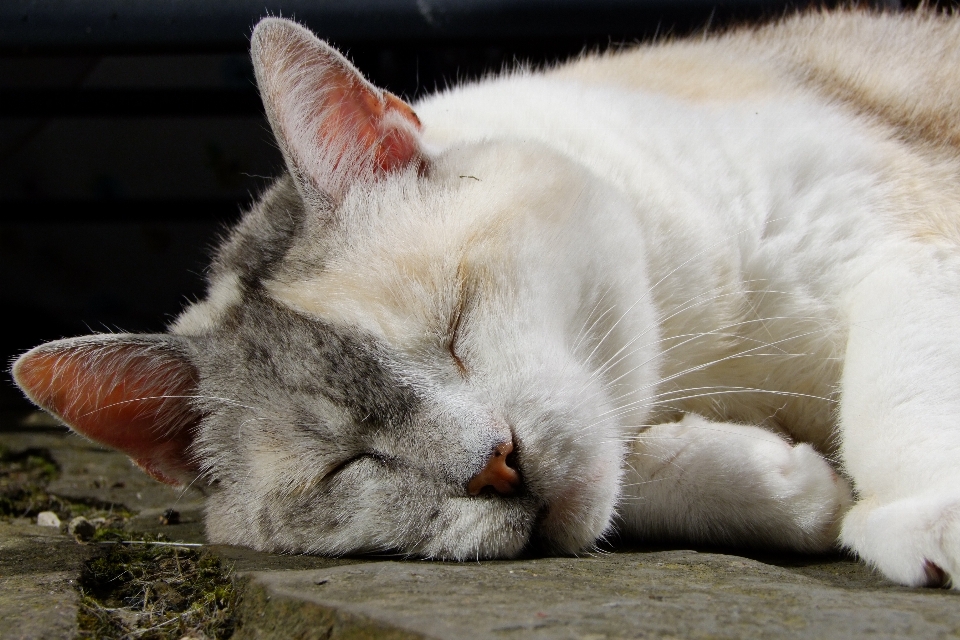 Mascota gatito gato mamífero