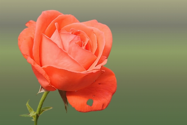 Blossom plant flower petal Photo