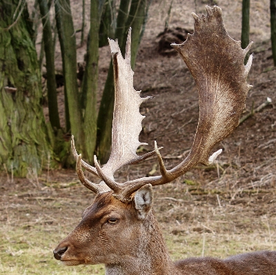 Nature forest wildlife wild Photo