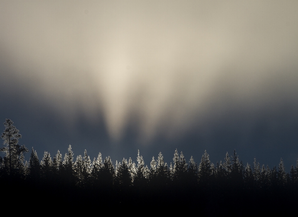 Tree nature forest horizon