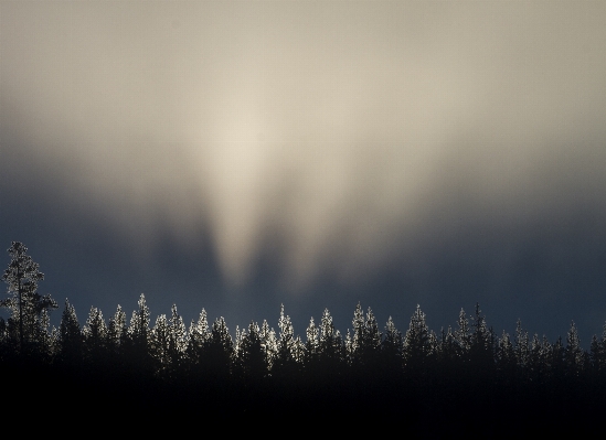 Tree nature forest horizon Photo