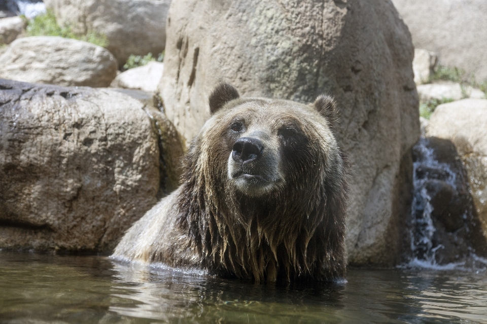 água natureza urso animais selvagens