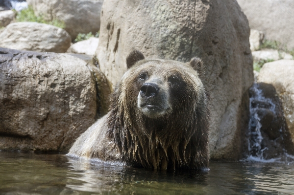 Photo Eau nature ours faune