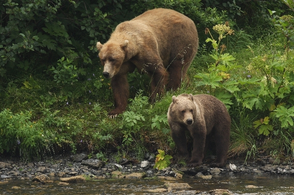 Water nature wilderness looking Photo