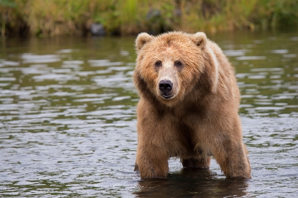 Water nature wilderness bear Photo