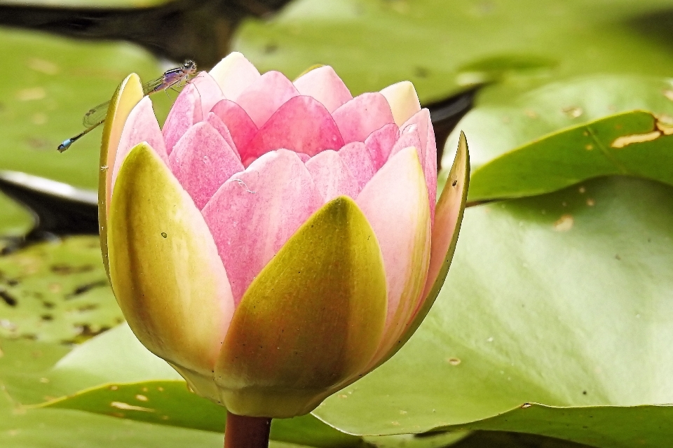 Blossom plant flower petal