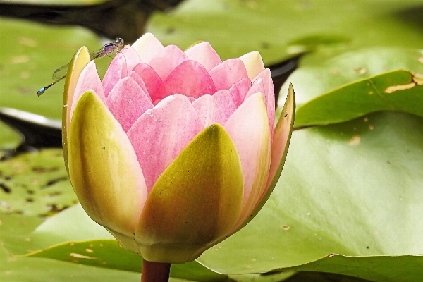 Blossom plant flower petal Photo