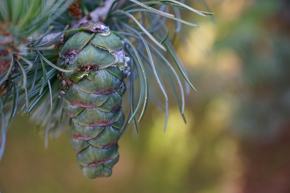 Tree nature branch plant