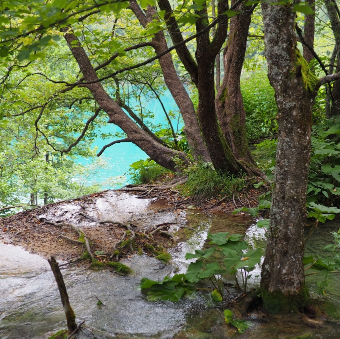 Landschaft baum wasser natur