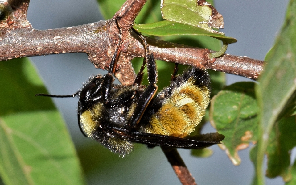 Natura oddział fotografia kwiat