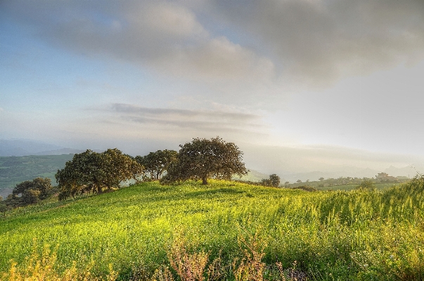 Landscape tree nature grass Photo