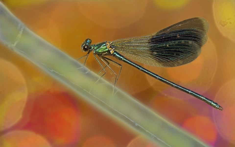 Natur flügel fotografie fliege