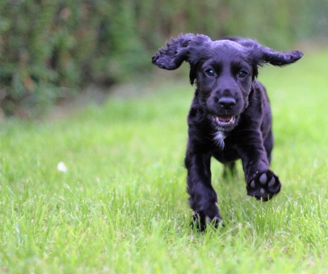 Grass puppy dog cute Photo