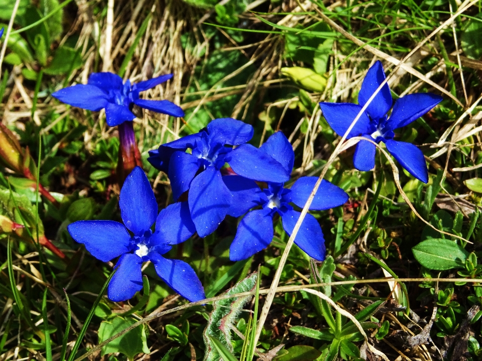 Plantar flor botânica
 azul