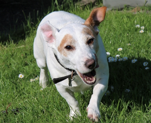 Foto Luar ruangan berlari anjing satwa