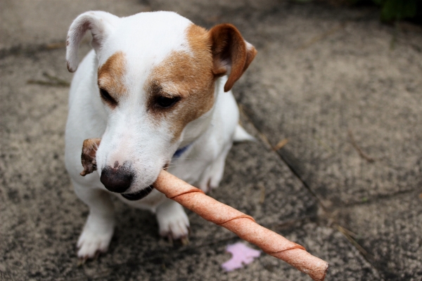 Natur draussen welpe hund Foto