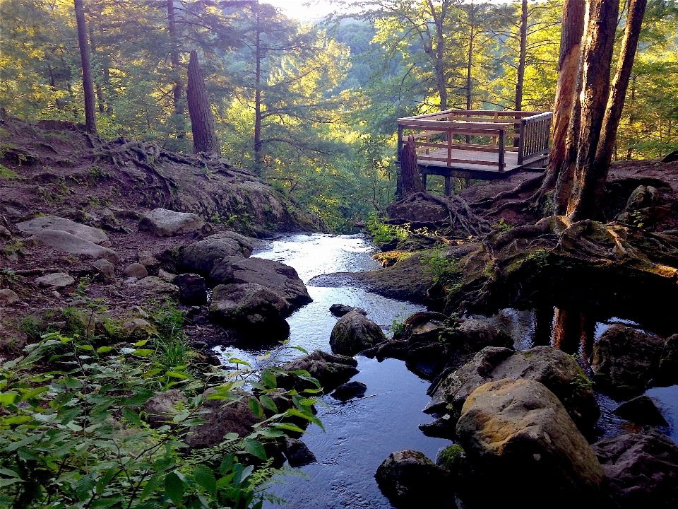 風景 木 水 自然