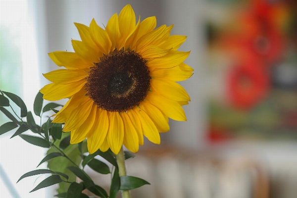 Blossom bokeh plant flower Photo