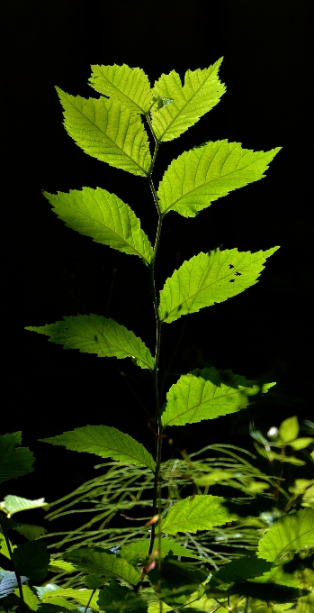 木 森 ブランチ 植物