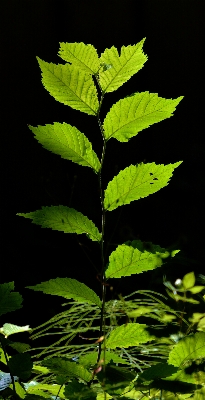 Foto Pohon hutan cabang tanaman