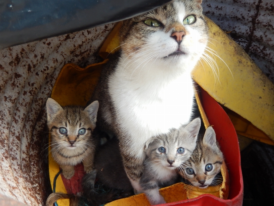 Chaton chat mammifère animaux domestiques