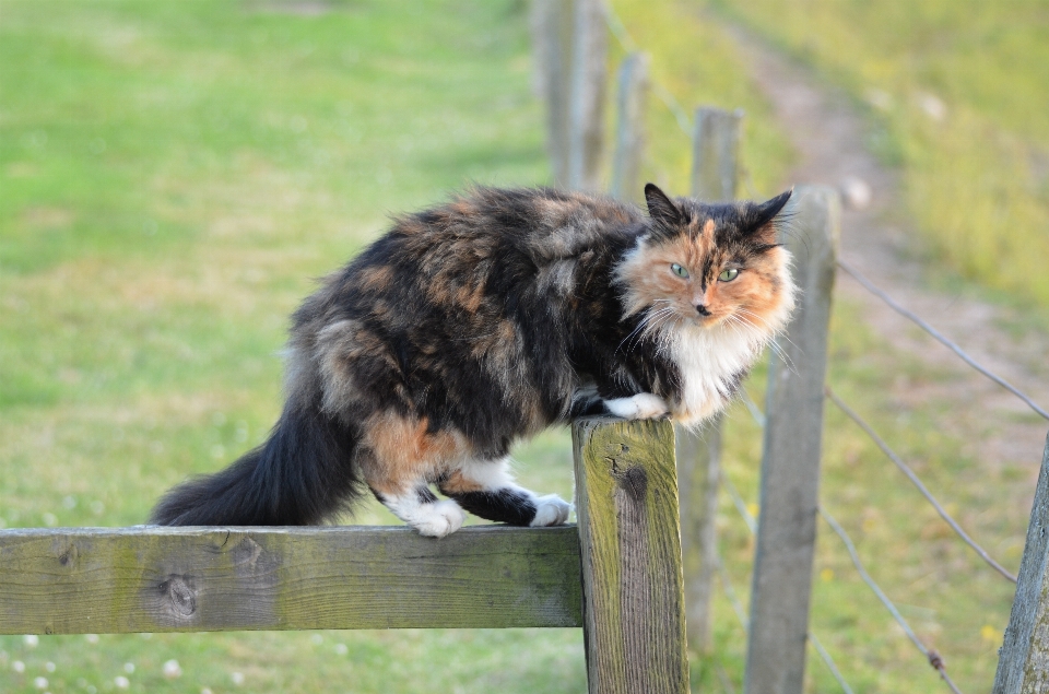 木 ペット 子猫 猫