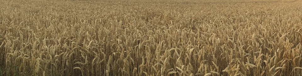 Plant field barley wheat