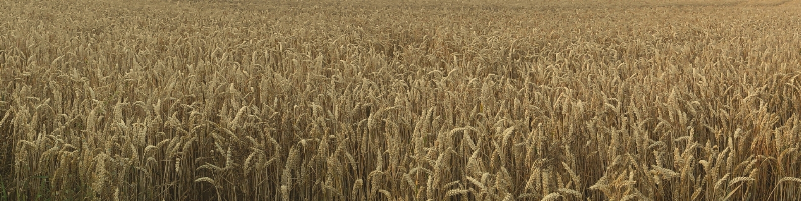 Plant field barley wheat Photo