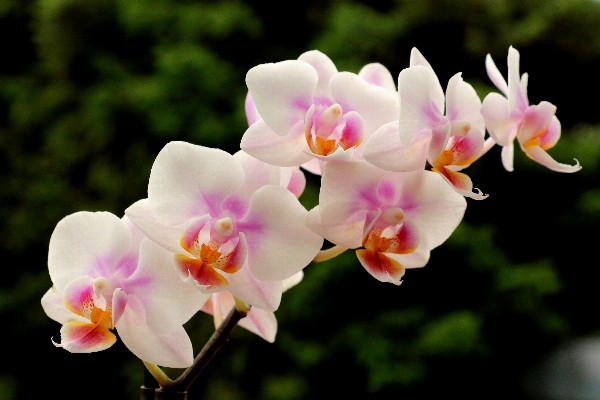 Blossom plant flower petal Photo