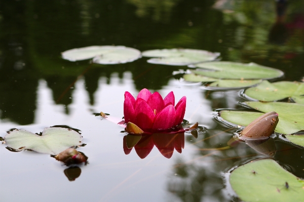 Tree water nature blossom Photo