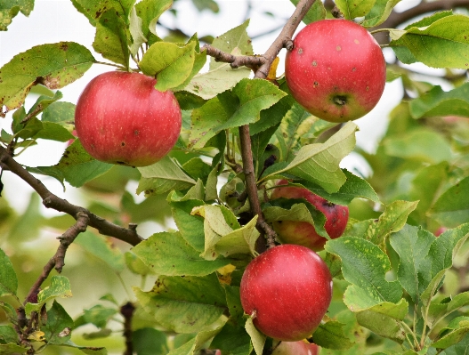 Foto Apple pohon alam cabang