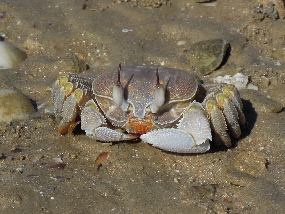 Beach sand wildlife food