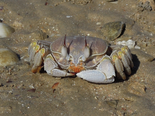 Beach sand wildlife food Photo