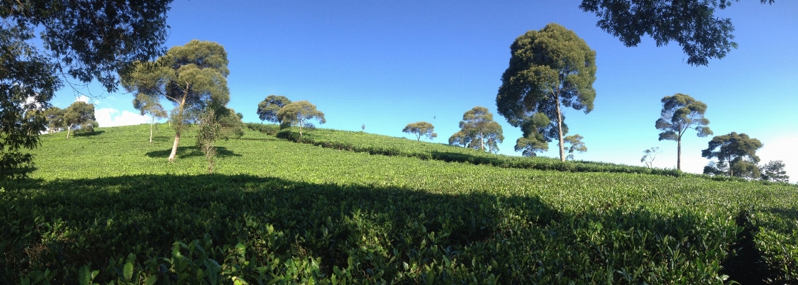 Landscape tree field farm Photo