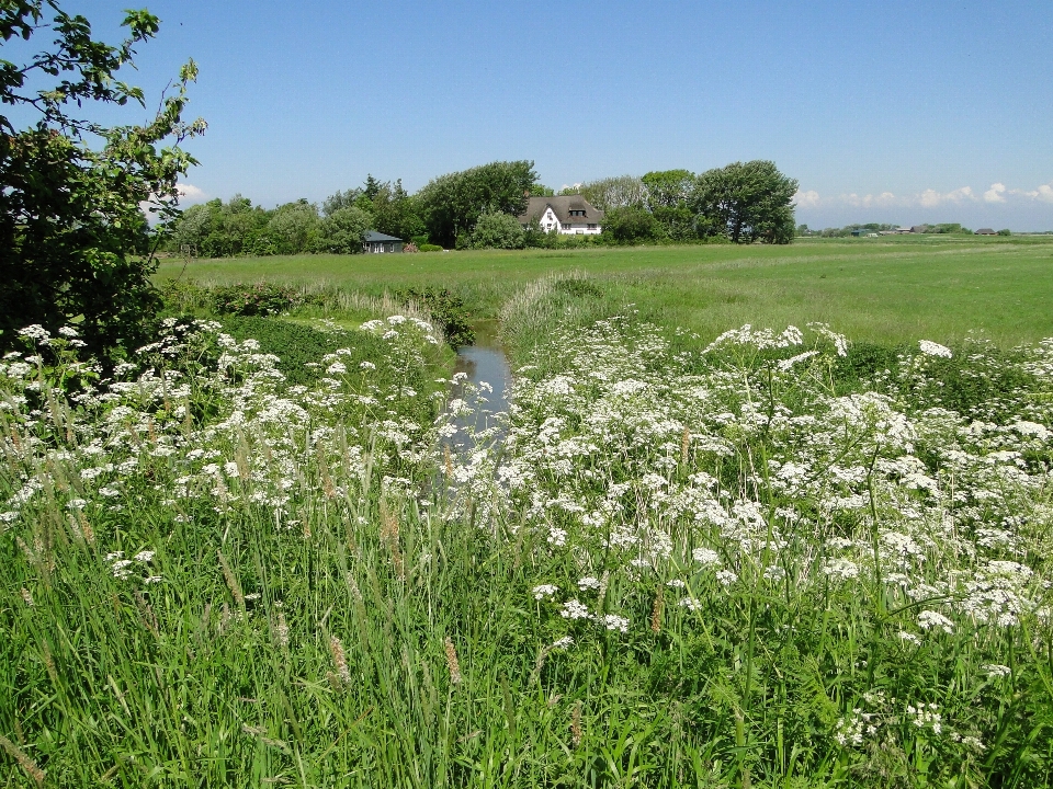 Grass plant field lawn