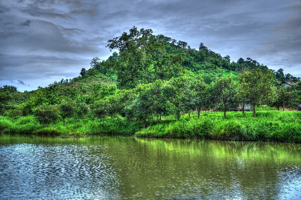 Landscape tree water nature